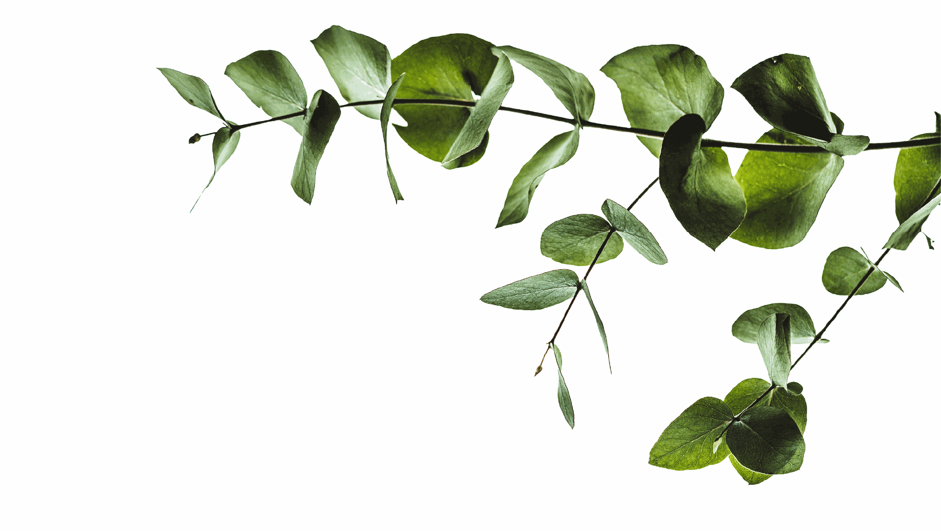 Planta